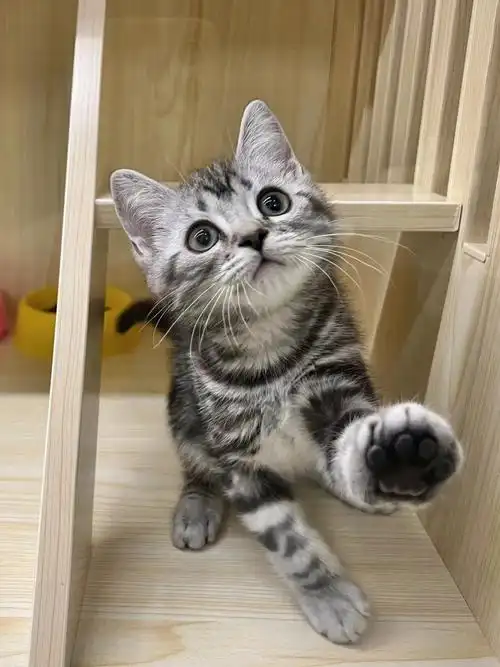 美短弟弟明码标价1880深圳罗湖可上门