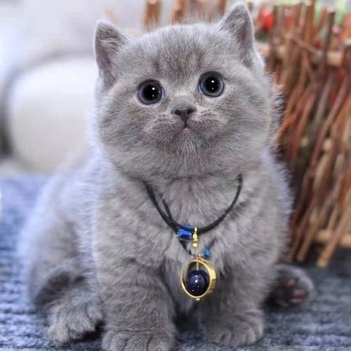double yellow英短蓝猫幼猫猫咪活体蓝白金银渐层小猫幼崽英国短毛
