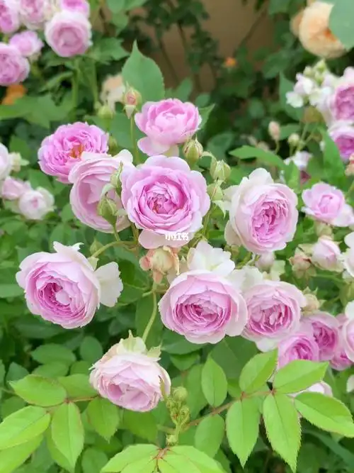 2021年月季春花存照