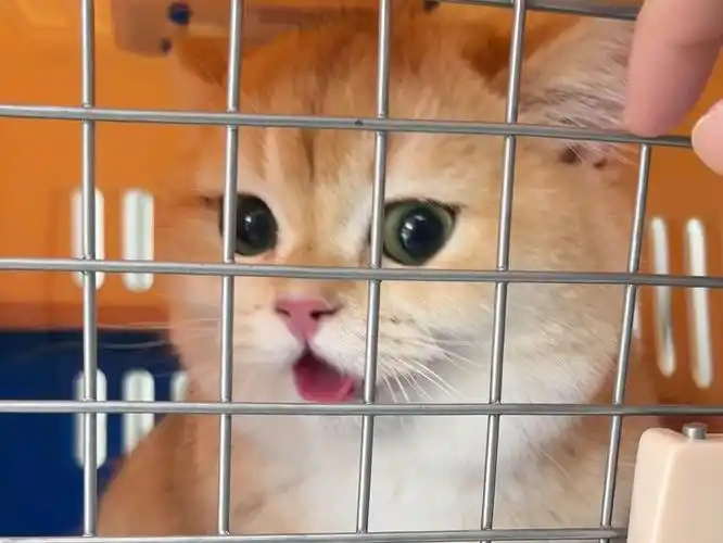 今天天气不错!是个适合嘎嘎的日子!