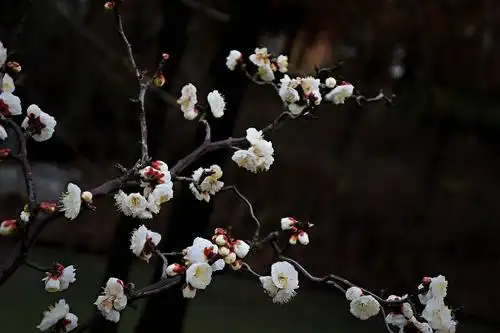 龙游梅,一树独先天下春