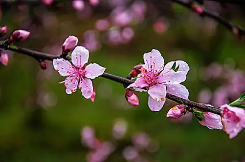 桃花前景图片_桃花前景图片大全_桃花前景图片下载