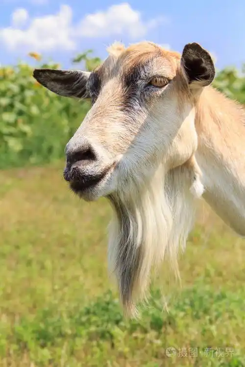 山羊胡子放牧在领域在一个夏日的肖像