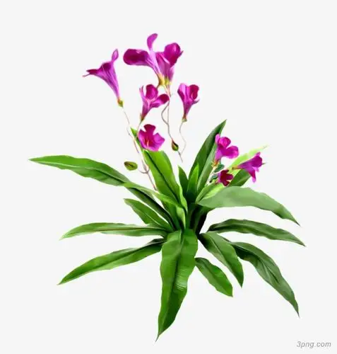花卉花卉png素材透明免抠图片装饰效果