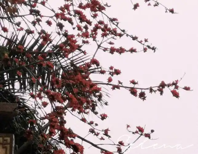 广东的木棉花