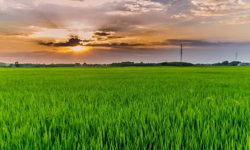 丝绸,大米,农村,字段,稻田,绿色,日落