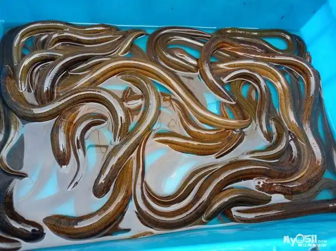 野生长鱼 - 闲置转让 - 梦溪论坛 镇江,时事,招聘