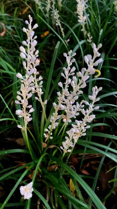 一花一世界～山麦冬94