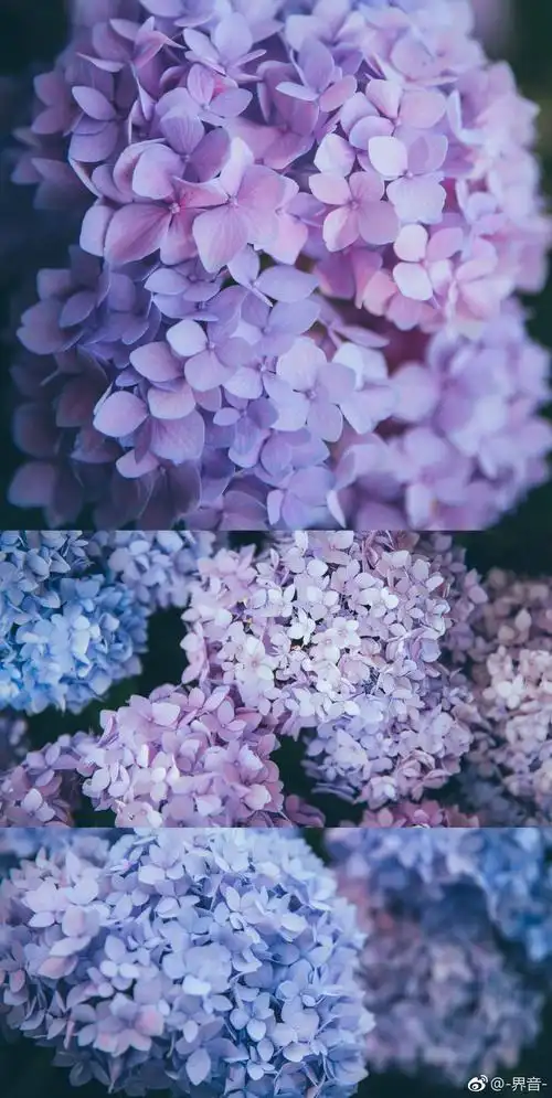 界音是我钟爱的蓝紫色无尽夏大概是我见过最梦幻的花了