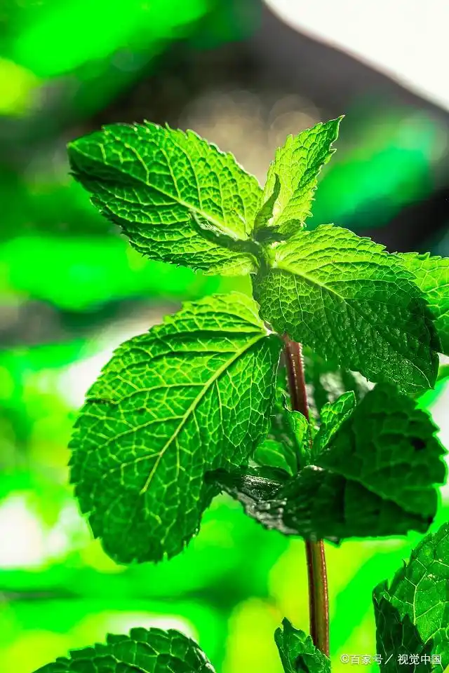 食用薄荷几月份种植 - 2020年最新商品信息聚合专区 - 百度爱采购