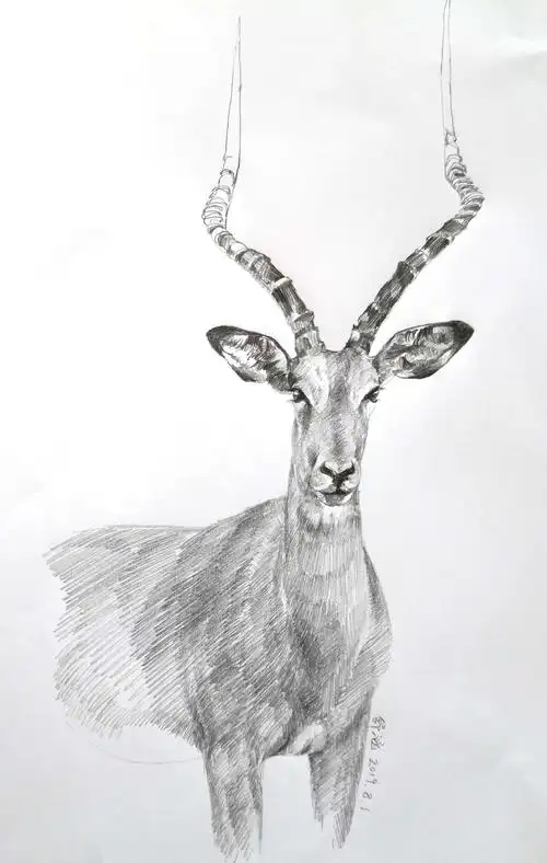 素描羚羊                  收藏 0 登录