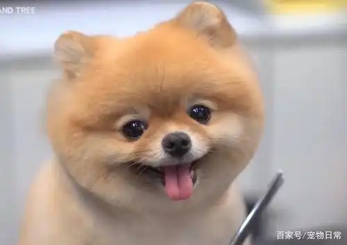 宠物店遇到一只"海豹",它咧嘴笑的瞬间,感觉心都融化了