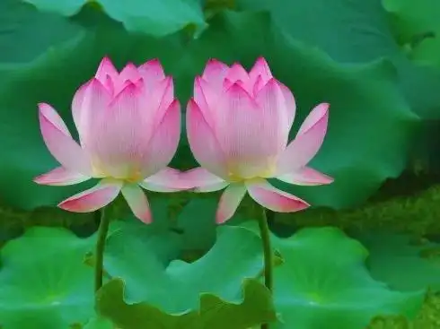 仙境莲花图片大全-九品莲花图片 - 麒麟点评