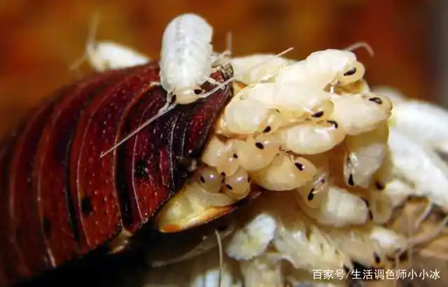 在四川这边叫偷油婆,广东一带叫甴曱(yóu yuē),湖北叫灶妈子,虽然