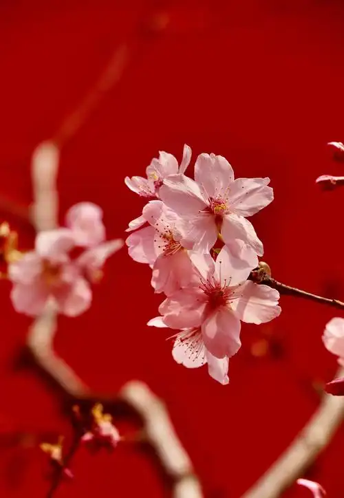 春日唯美樱花风光意境