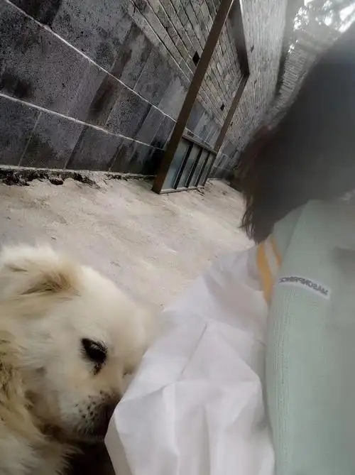 陪了我14年的小狗去了狗星了纪念相遇