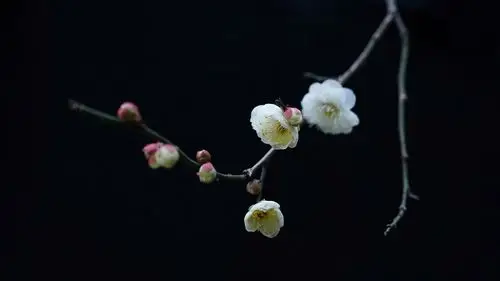 (首发)一枝梅花迎春来