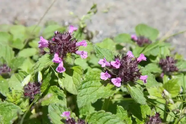 所需材料:寸金草5g,百虫仓5g,山茶籽3g,丹参1g,蚤休1g,地肤子1g,白鲜