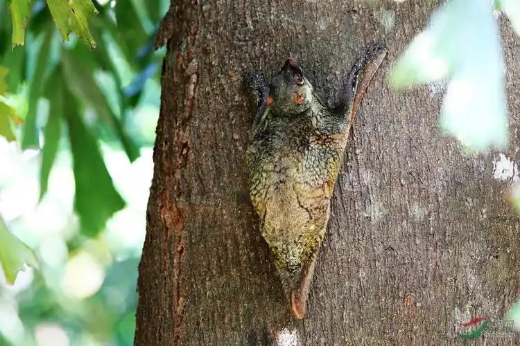 鼯鼠 狐猴=鼯猴 flying lemur ,一个你或许不知道的哺乳动物
