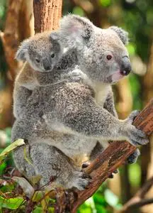 澳大利亚考拉熊抱着可爱的宝宝照片