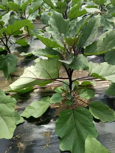 请问各位老师 茄子叶子开始翻叶 是什么病的前兆啊,还有茄子一般留几