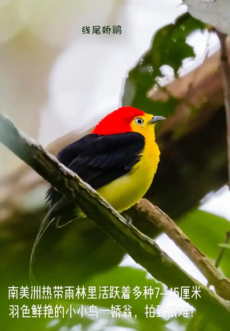 线尾娇翁 在南美的热帶雨林里活跃着各种各样的羽色漂亮的小小鸟 - 抖