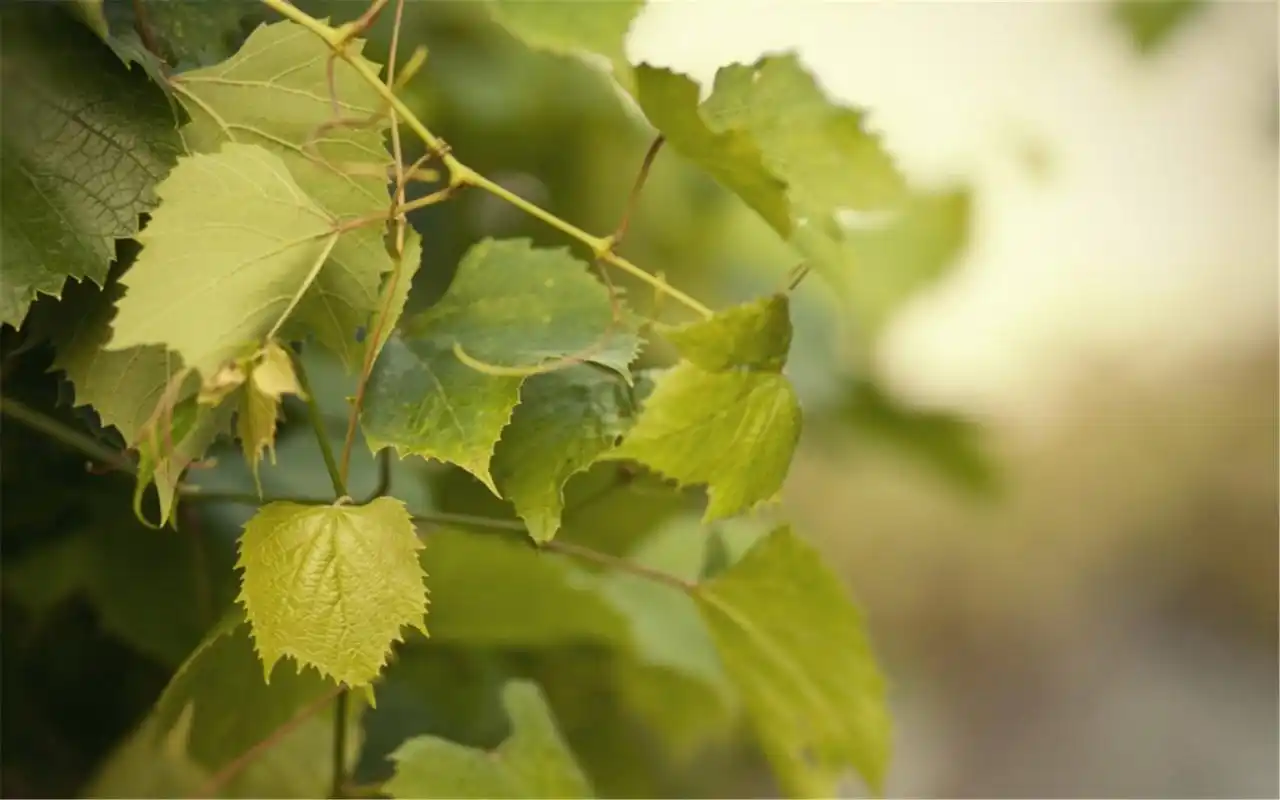 小清新唯美植物绿叶高清桌面壁纸