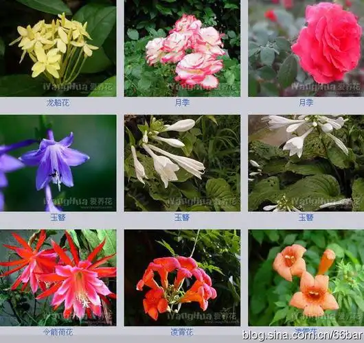 花卉名称大全313种草本木本花卉图片你知道这是什么花么