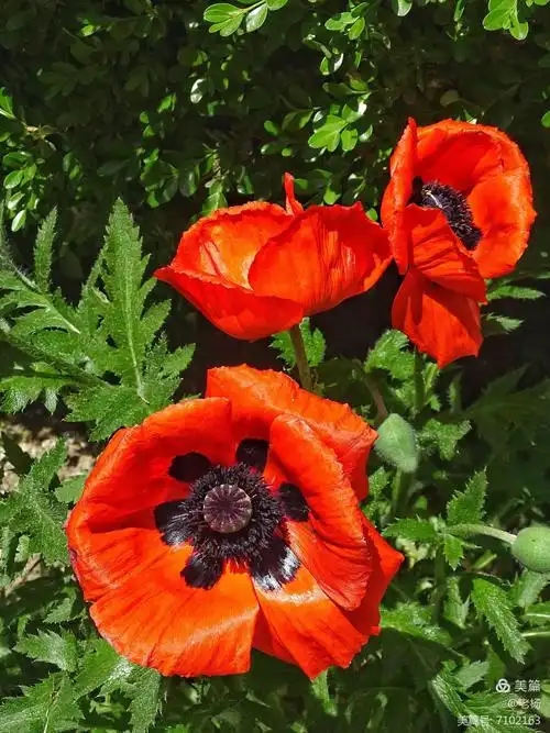 有毒的美丽的罂粟花 - 美篇