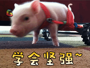 猪动物学会坚强soogifsoogif出品gif动图_动态图_表情包下载_soogif