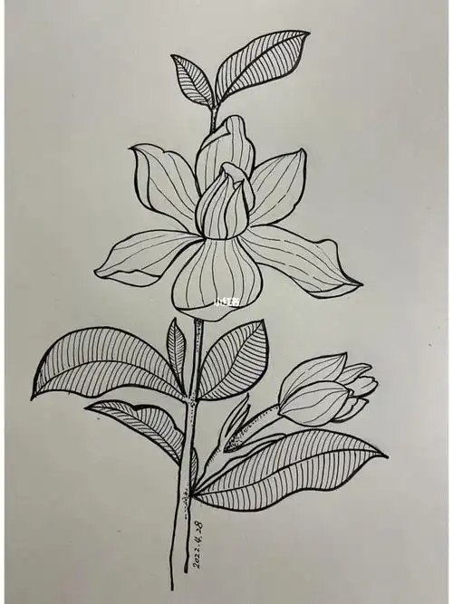 一花一世界栀子花