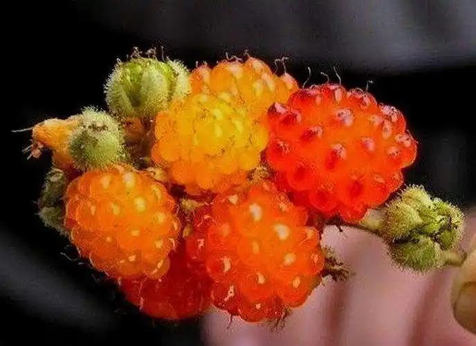 这些比较奇特的水果估计你都没吃过