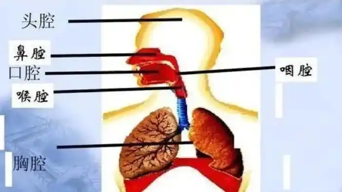 5个技巧找到"胸腔共鸣",学会了声音通透明亮,更大气!