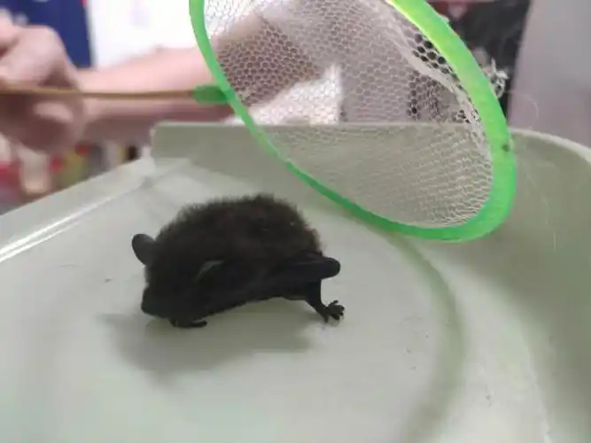 蝙蝠入家后的连锁反应2