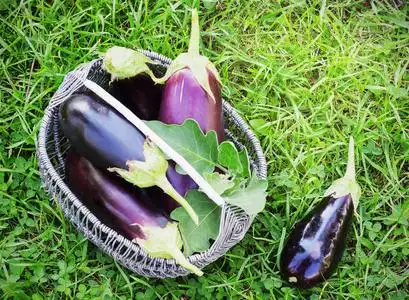 在草地上的篮子里的新鲜茄子照片