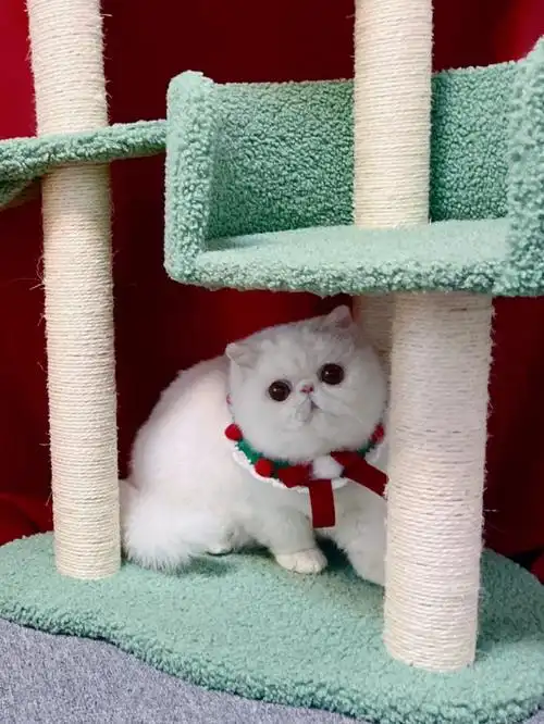 奶糖小时候太萌啦～突然翻到小时候的照片,真的是大眼的魅力啊#猫咪