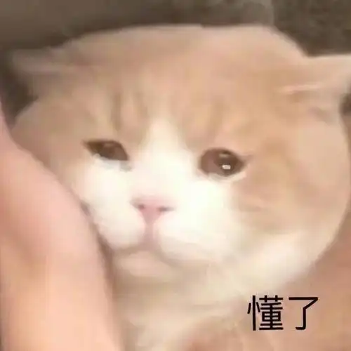 懂了猫咪流泪猫咪流泪表情