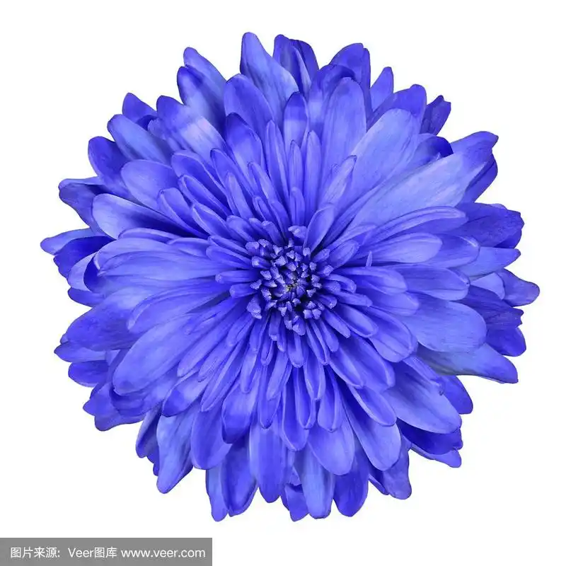 深蓝色菊花孤立