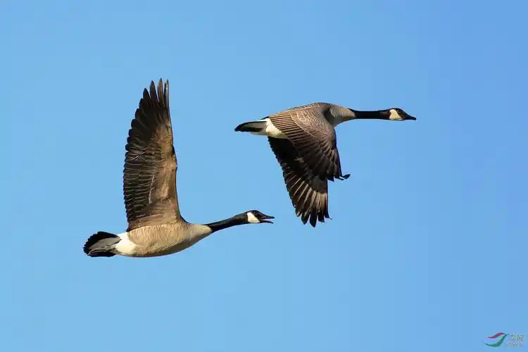 加拿大鹅