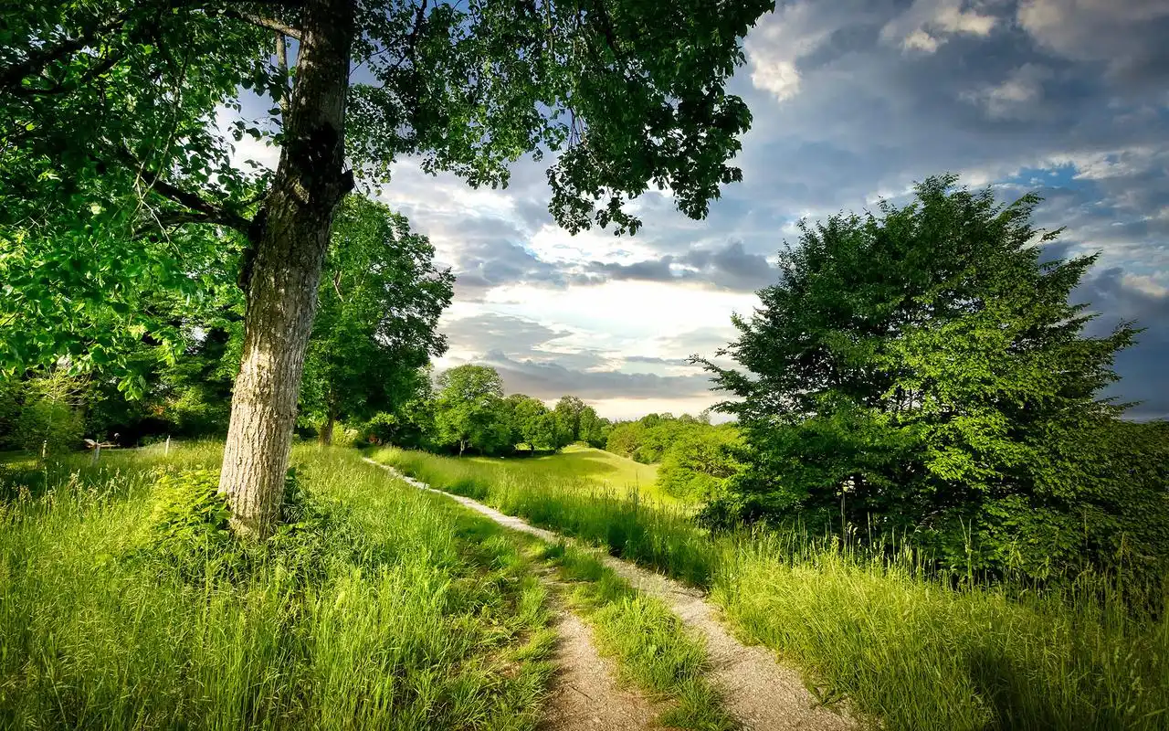 绿色草地唯美护眼风景桌面壁纸