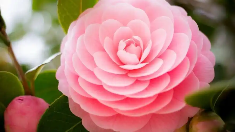 粉色山茶花叶子唯美高清桌面壁纸