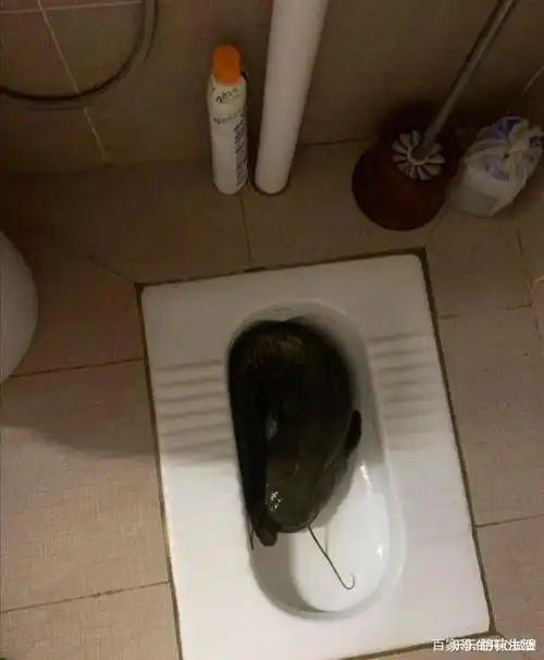 "以为买了个壁虎,没想到越长越大……"哈哈哈哈哈