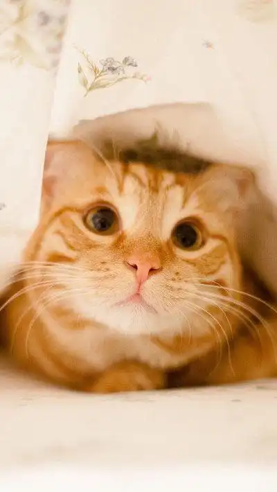 可爱小猫咪卖萌图片