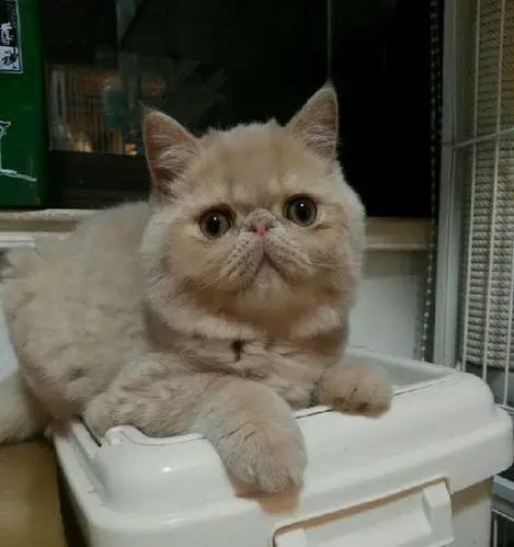 双血统活泼可爱的加菲猫