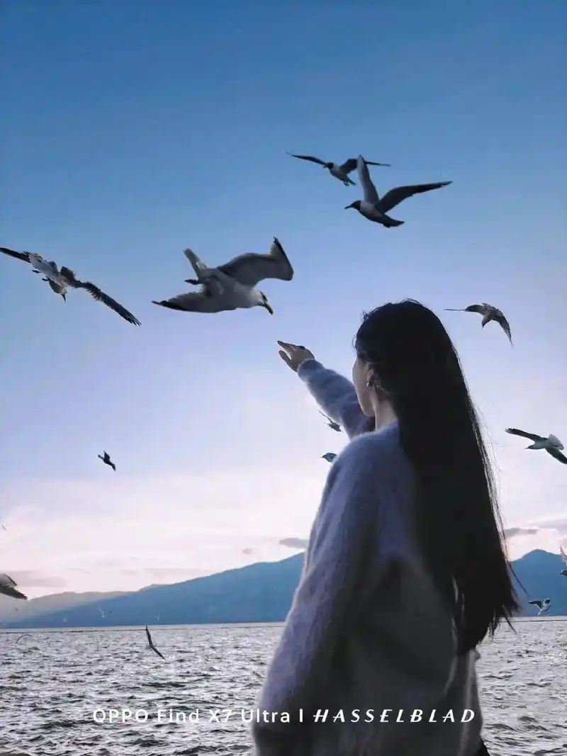 当海鸥翩然而至,昆明的初春便有了新的韵味