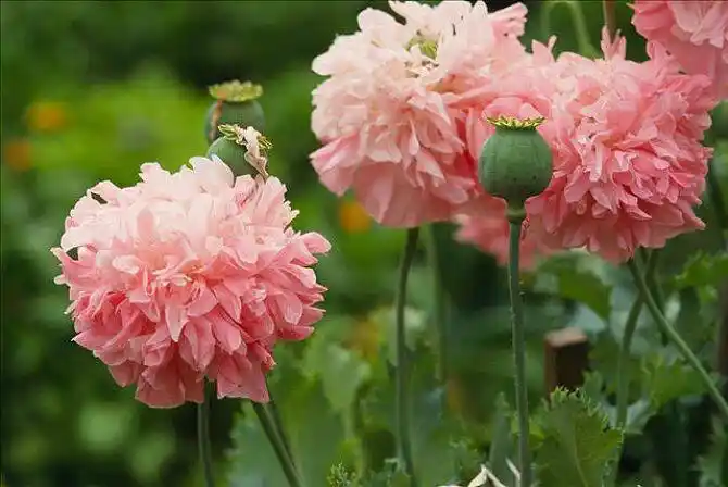 展开全部 这是罂粟,鸦片罂粟,重瓣品种,超过500会判刑,其他会拘恋的