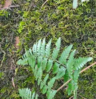 [白毛蛇批发]高山野 生白毛蛇价格50.00元/斤 - 一亩田
