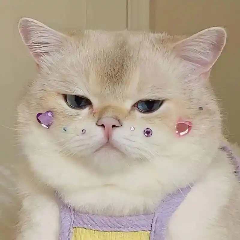 请查收今日份的可爱猫咪头像