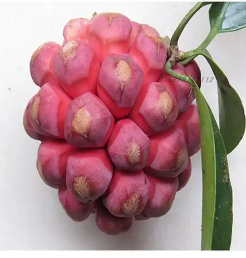 贝娇芬 黑老虎水果新鲜血藤果布福娜2斤饭团稀奇古怪稀有恶魔果实