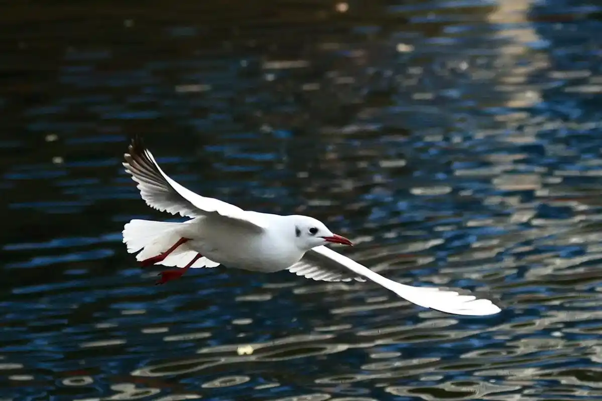 原创摄影 #带你去看海鸥 #自由飞翔 - 抖音